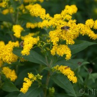 Early Goldenrod